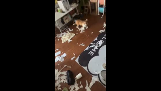 Dog leaves messy surprise at home in Beijing, China
