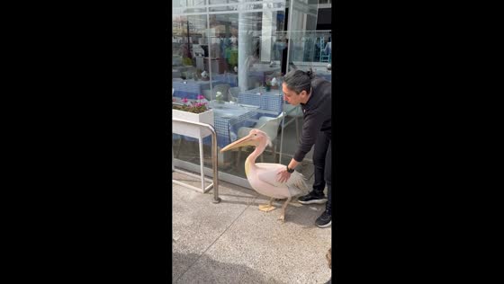 Great white pelican greets customers outside restaurant in Paphos, Cyprus