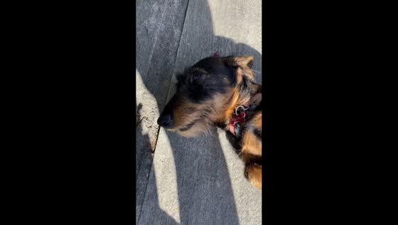 Dog pretends to be innocent after making a mess in Gravere, Italy