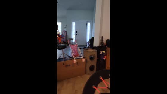 Yodi's tennis ball triumph: a dog's determination