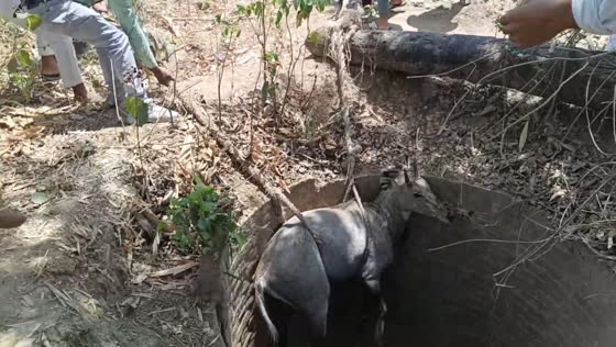 Villagers rescue nilgai from well using ropes in Ballia, Uttar Pradesh