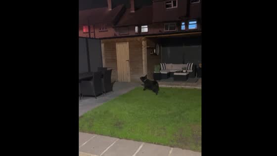 Dog tries to chase fireworks in Romford, UK
