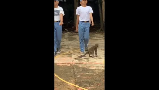 Monkey's tail stepped on during training in West Cikarang, Indonesia
