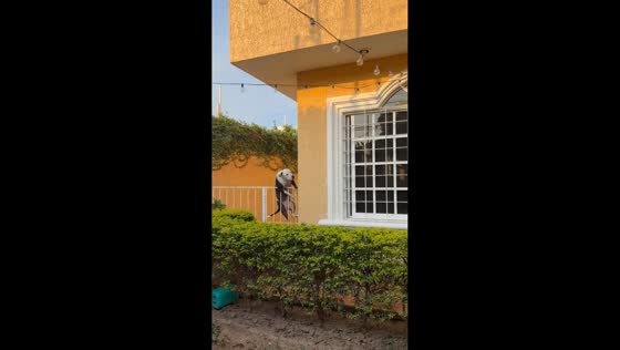Pit bull loses balance while peeking over fence in Salina Cruz, Oaxaca, Mexico