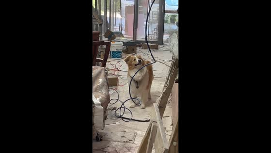 Dog reacts to tapping sounds during home renovation in Shandong, China