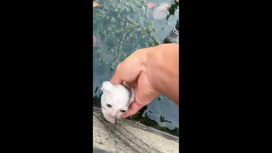 ddKitten rescued from water-filled ditch in Zhejiang, China