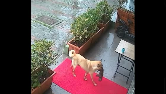 Mother dog brings puppy to clinic for help in Çamlıtepe, Turkey