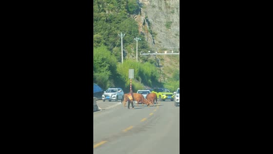 Two cattle headbutt each other in the middle of road in Guizhou, China