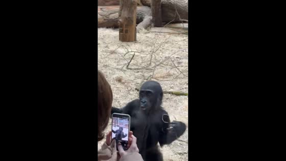 Two-year-old Mobi filmed reacting to visitor at enclosure in Prague, Czechia