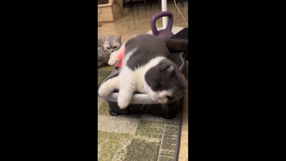 Fat cat relaxes on vibrating exercise machine in Guangdong, China