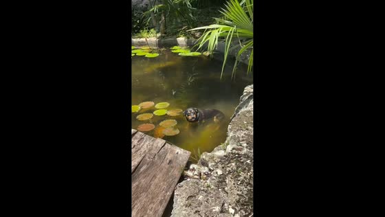Dog enjoys refreshing swim among water lilies in Tixkokob, Mexico