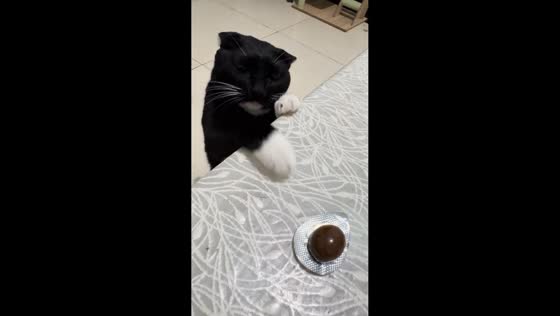 Sneaky cat tries to steal treat from table in Sichuan, China