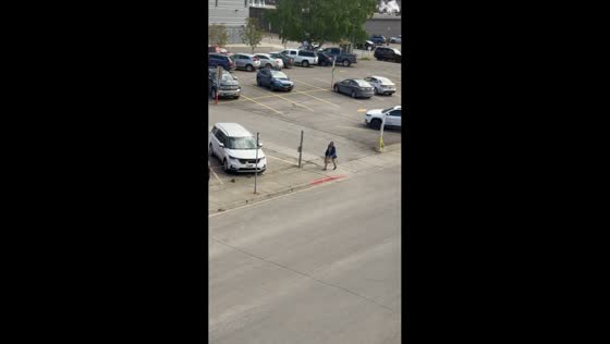 Seagull chases man along sidewalk in Anchorage, Alaska, USA