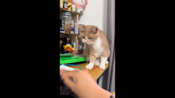 Cat reacts to sticky tape sound in Beijing, China