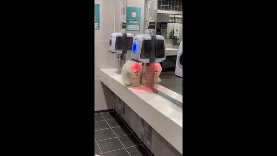 Canine conundrum: Paju pup cracks the dryer code