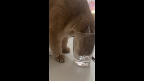 Startled cat knocks over glass while drinking in Hubei, China