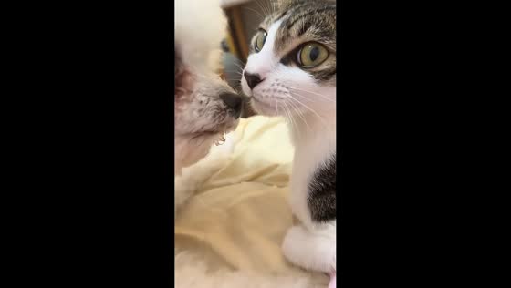 Cat playfully bites dog's tongue in Guangdong, China