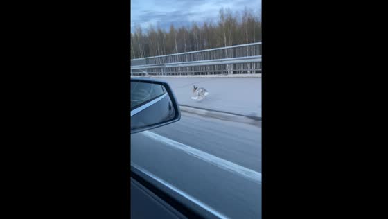 Rabbit speeds past car in Rovaniemi, Finland