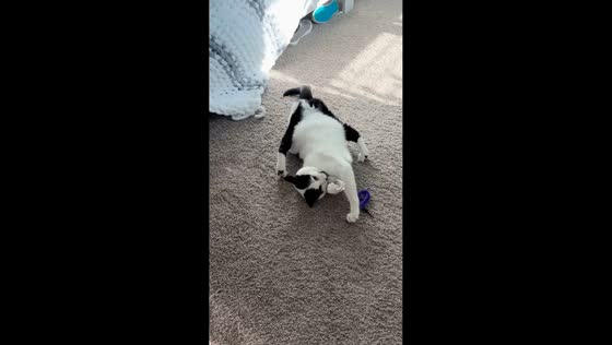 Playful cat strikes unusual pose while playing in McKinney, USA