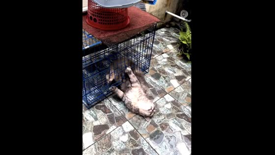 Escape Gone Wrong: Hilarious Video of Naughty Cat Getting Stuck in a Cage in Medan, Indonesia