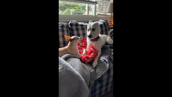 Playful dogs tease each other on sofa in Harrisburg, Pennsylvania
