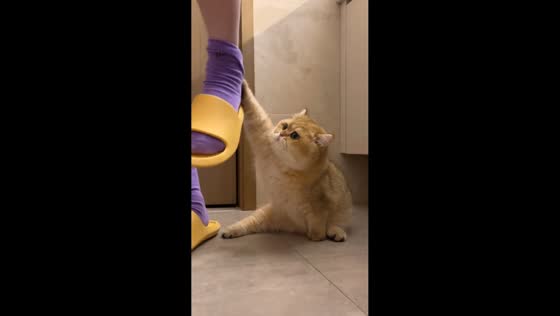 Clingy cat refuses to let go of owner's sock in Zhejiang, China