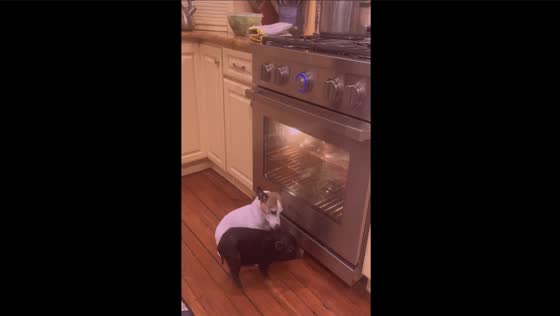 Heat-seeking friends: dog and pig find comfort in front of operating oven