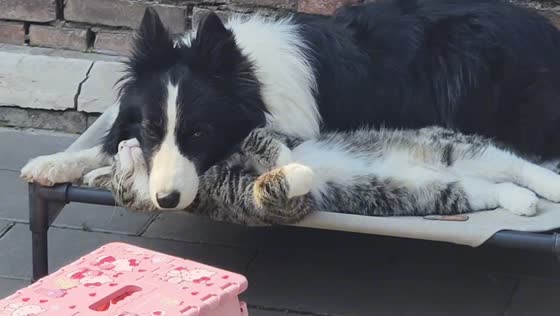 Cat naps while dog rests head in Beijing, China