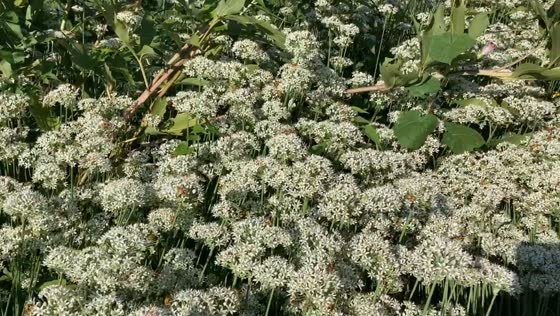 Buzzing pollinators over white blossoms in Nebraska, USA