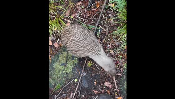 Kiwi bird runs off after approaching person on Stewart Island