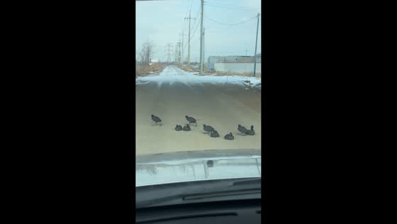 Ducks block the road and move aside after honking in Seoul, South Korea