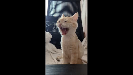 Sleepy cat has an adorable sneezing fit in Krasnodar, Russia