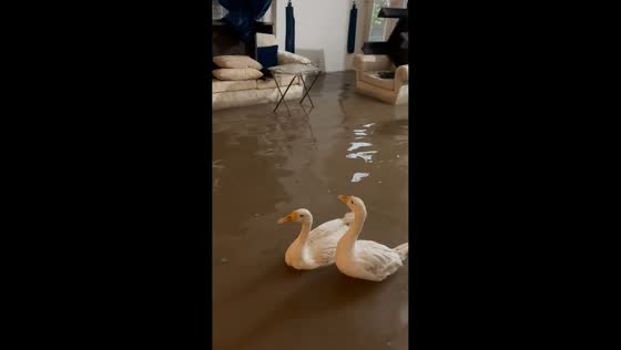 Ducks swim through flooded home after heavy rain in Sargodha, Pakistan