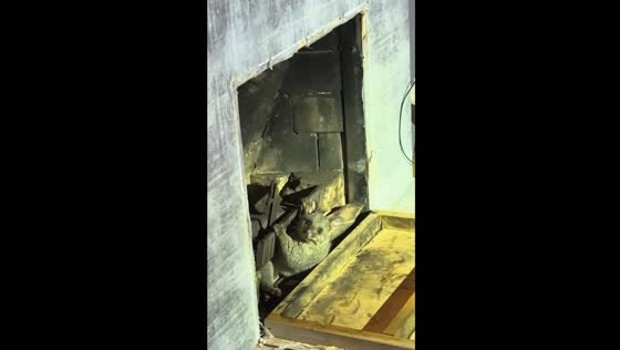 Builder rescues possum trapped in wall in New Zealand