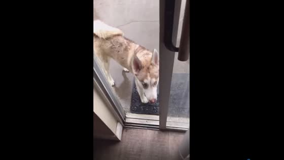 Close call: a stubborn dog's lightning encounter