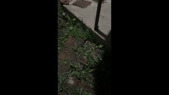 Unexpected frog sounds in Buenos Aires, Argentina