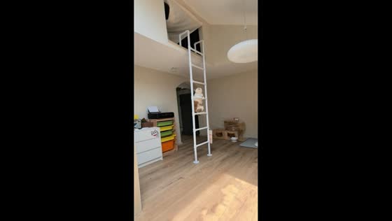 Playful cat climbs loft bed to follow its owner in Tianjin, China