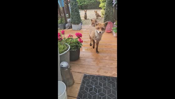 Foxes fed chicken wings in Scotland, UK