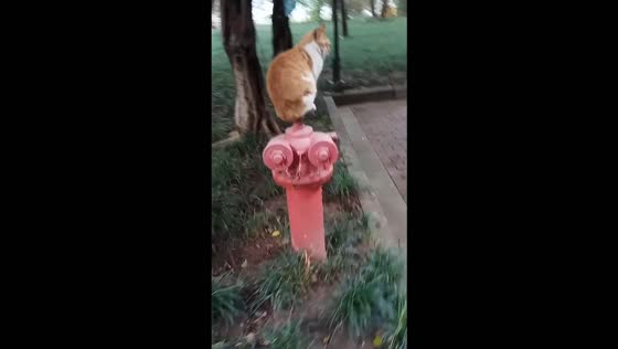 Orange-and-white cat perches on top of a fire hydrant in Chongqing, China