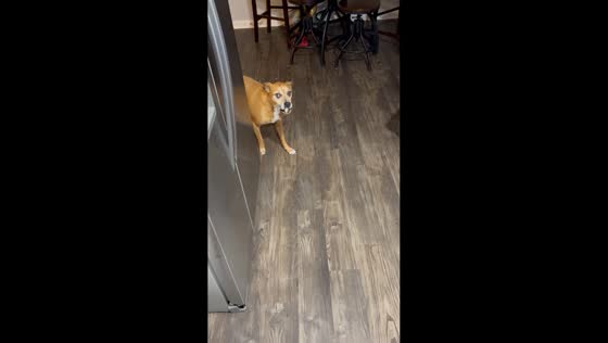 Dog walks backward with treat in mouth in Dallas, Texas