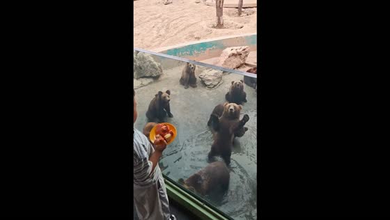 Clever brown bear waves for treats at a zoo in Hebei, China