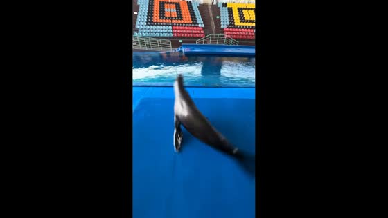 Playful sea lion spins with impressive balance in Hainan, China