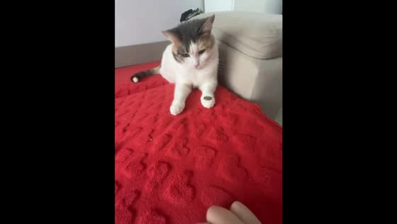 Cat performs coin flip trick in Samara Oblast, Russia