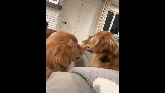 Dog barks at mother and gets disciplined in Cleveland, Ohio