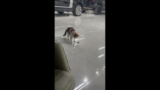Calico cat drops mouse and chases it through parking garage in Liaoning, China