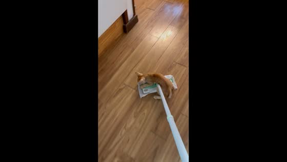 Playful kitten rides mop while owner sweeps the floor in Jinju, South Korea