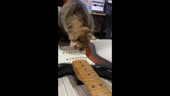 Curious cat creates music by biting guitar strings in Hunan, China