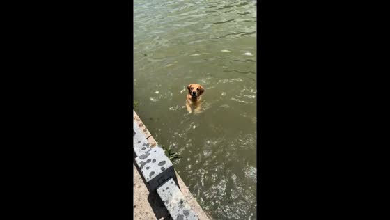 Labrador shows off swimming skills in Zhejiang, China