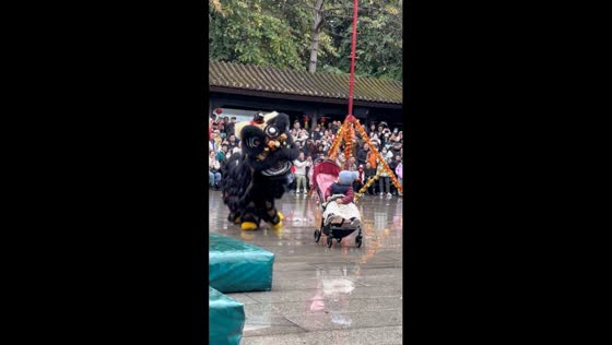 Black lion plays with baby during Foshan's Chinese New Year lion dance event