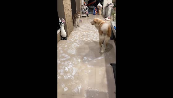 Dogs make a mess with white paw prints in Thailand